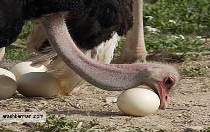 تخمگذاری شترمرغ
