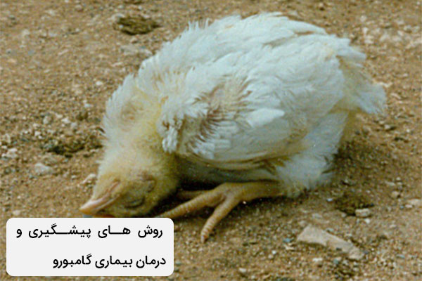 روش پیشگیری و درمان بیماری گامبورو