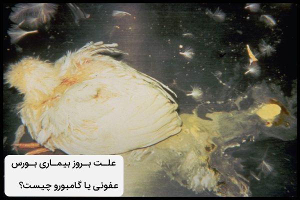 علت بروز بیماری بورس عفونی