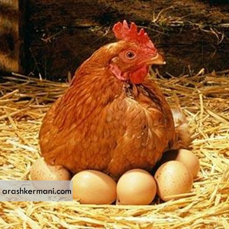 افزایش محسوس قیمت مرغ و تخم‌مرغ