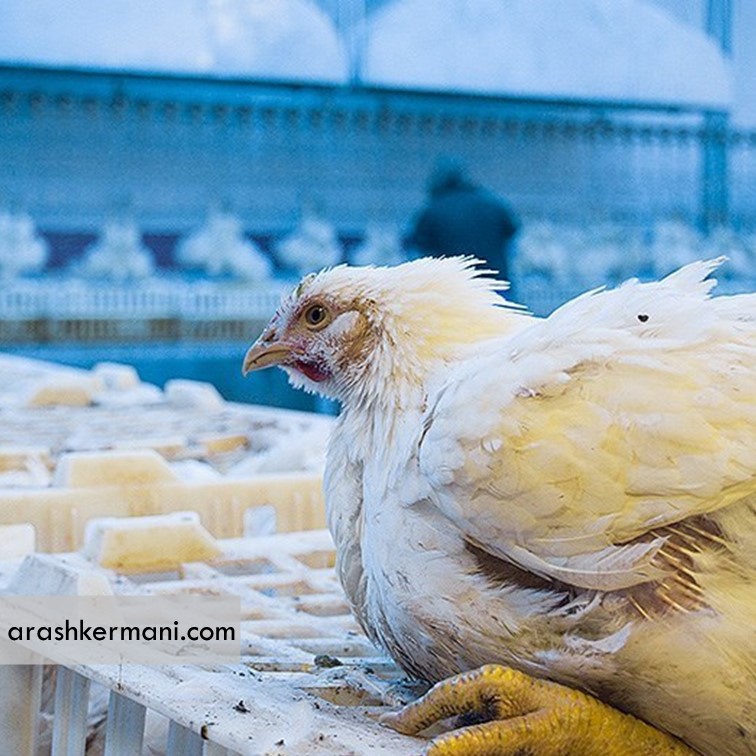 افزایش احتمال انتقال بیماری آنفلوانزا با خریدوفروش مرغ زنده