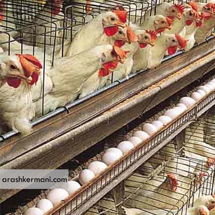 وجود بیش از 62 میلیون قطعه مرغ تخم‌گذار در ایران