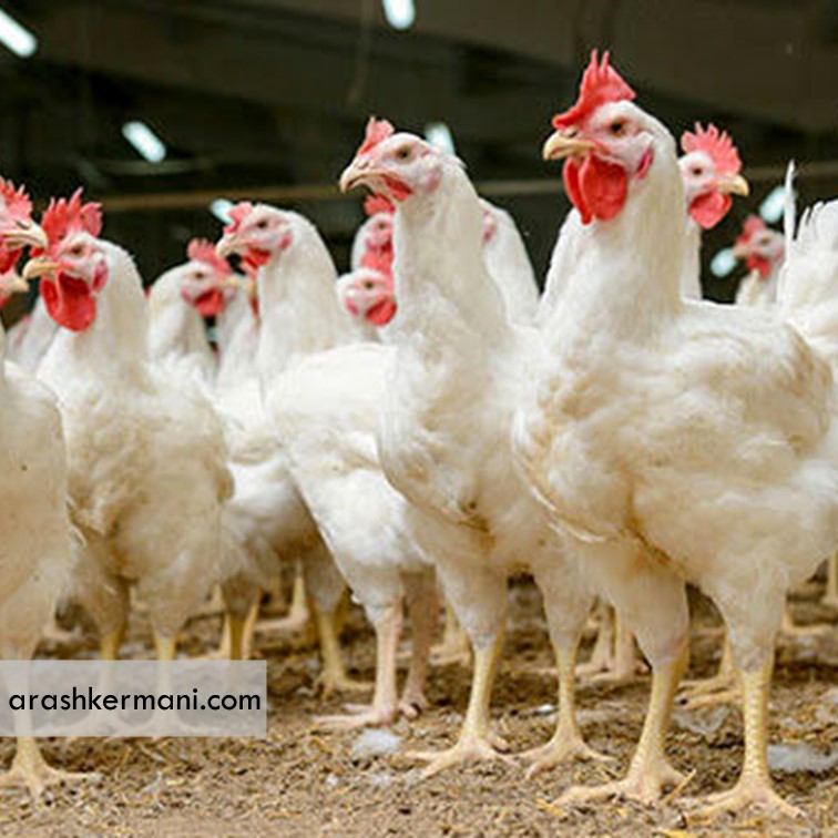 تولید مرغ آرین در کشور از سرگرفته شد