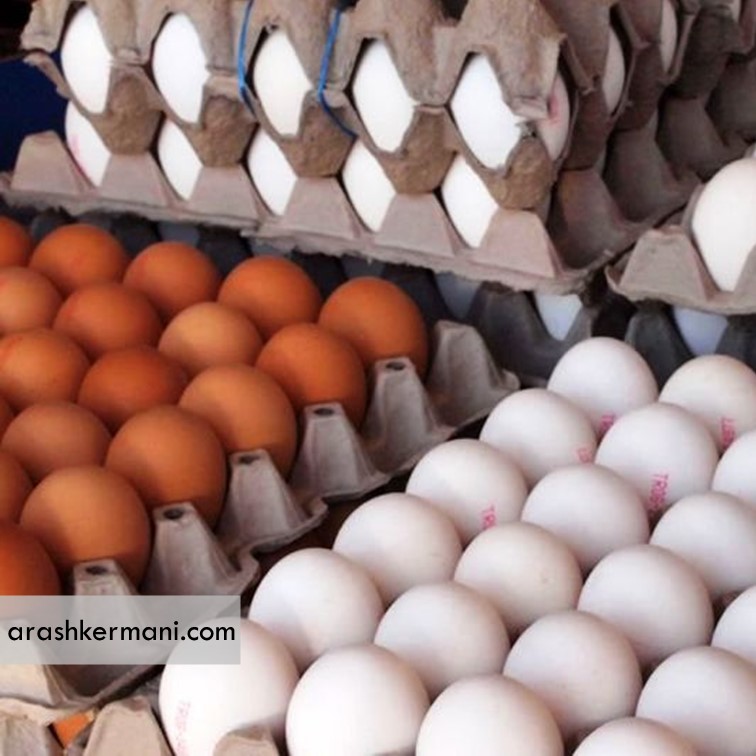 تولید 11 درصد از تخم مرغ کشور در استان آذربایجان شرقی