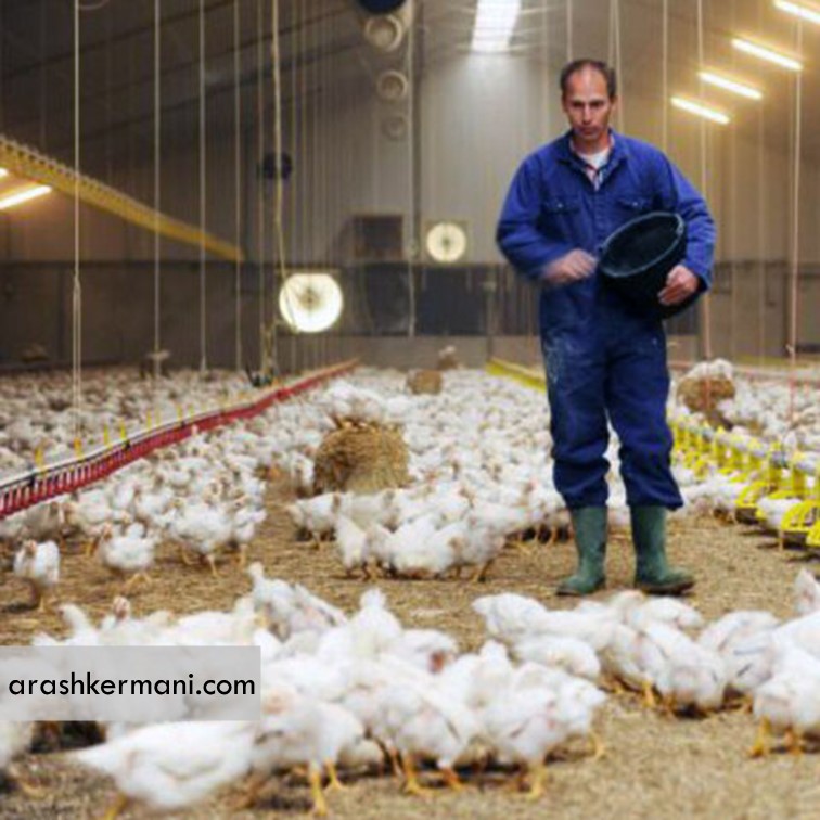 مصرف بیش از 100 هزارتن نهاده‌دامی در مرغداری‌های بوشهر