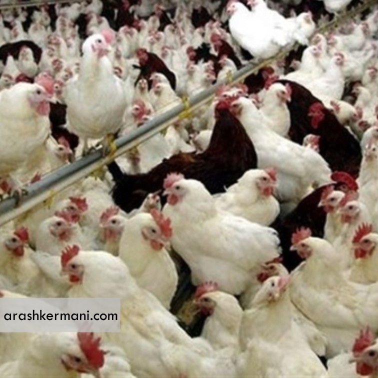 مرغ گوشتی نژاد آرین یک ذخیره استراتژیک است