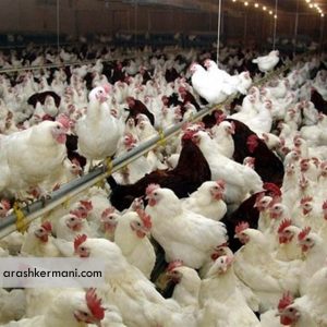 تولید مرغ سایز، صرفه اقتصادی بالایی برای تولیدکنندگان دارد