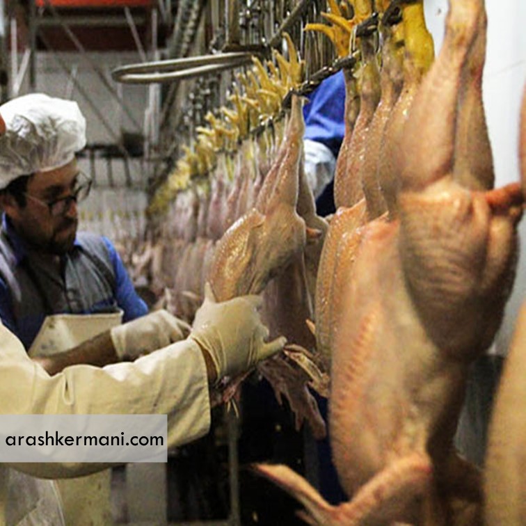 پیش بینی افزایش تولید گوشت سفید در شهرستان سوادکوه شمالی