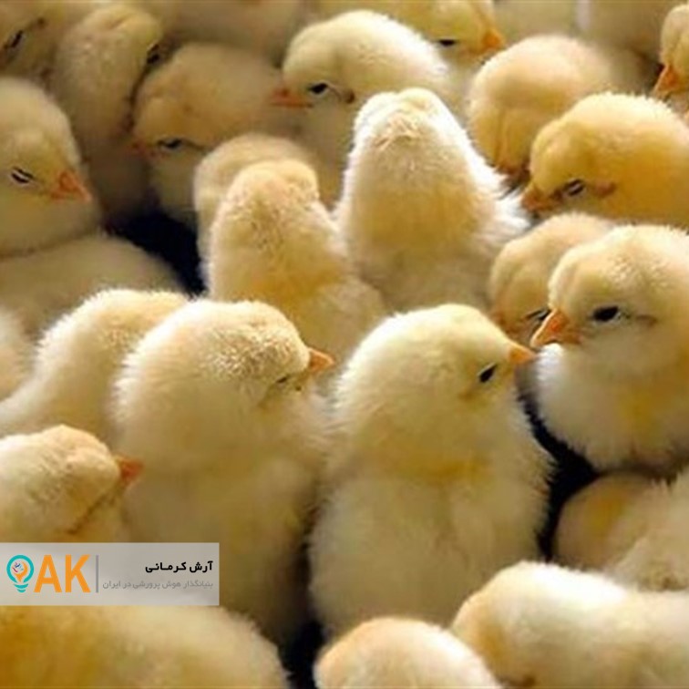 توزیع رایگان جوجه یکروزه برای زنان پرورشدهنده طیور