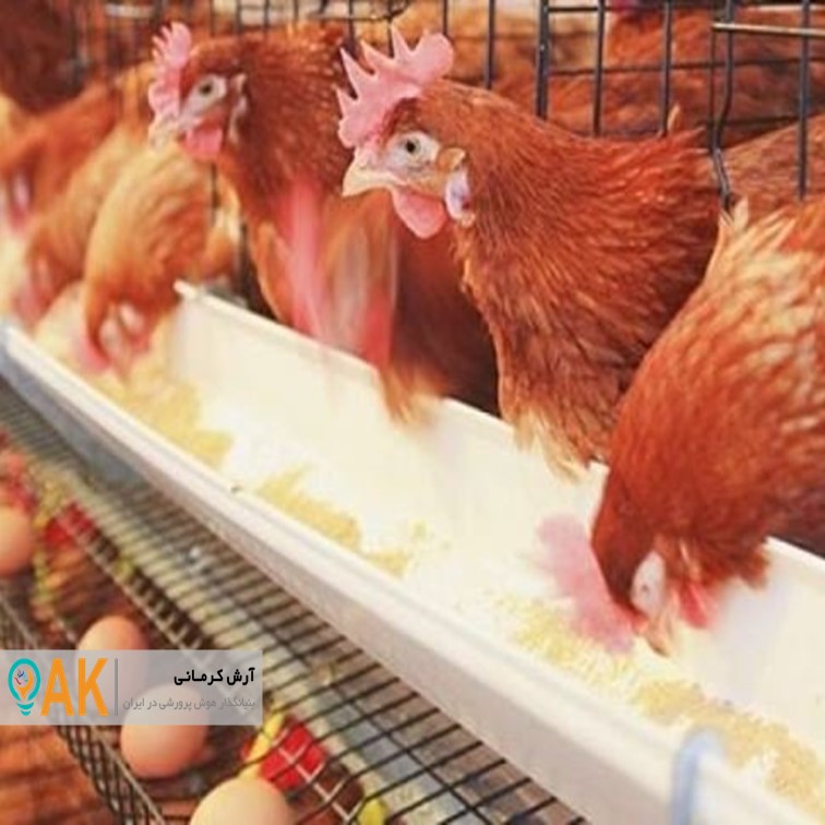 شیوع آنفلوآنزای فوق حاد طیور در بزرگ‌ترین مجموعه مرغ تخم‌گذار خراسان جنوبی