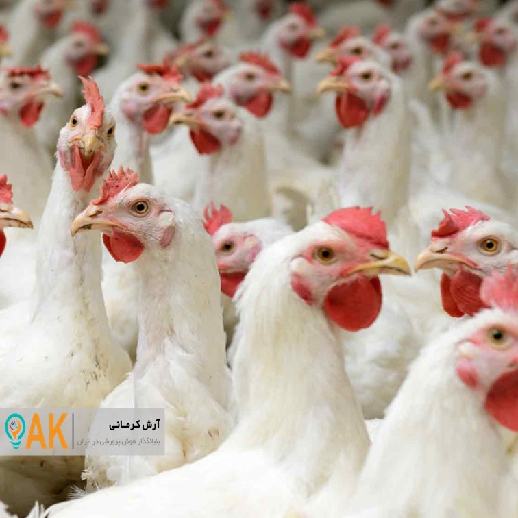 تراکم واحدهای مرغ تخمگذار در استان مرکزی بیشتر از ظرفیت منطقه است