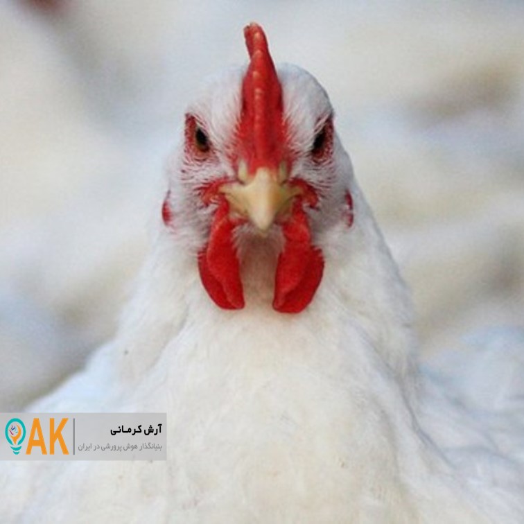 فروش و ذبح مرغ زنده بدون نظارت‌های بهداشتی در شهرستان دلفان