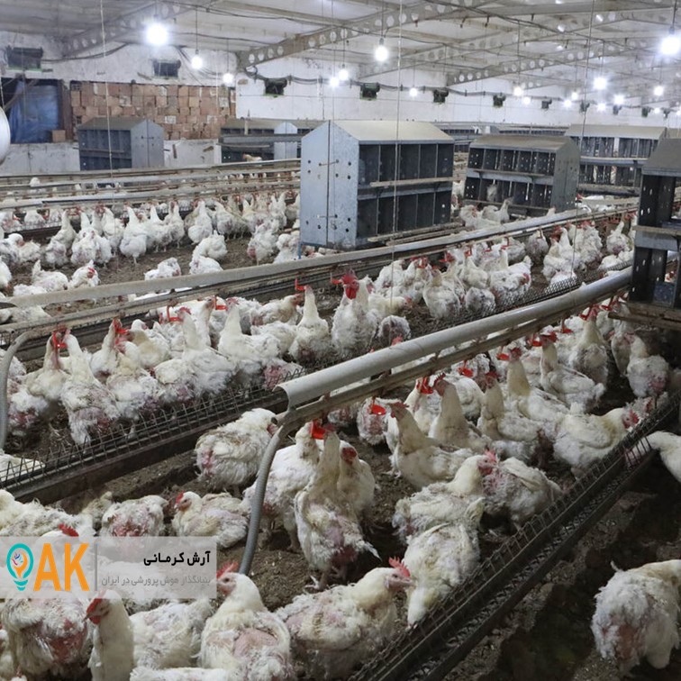 برگزاری مانور مقابله با آنفلوانزای فوق حاد پرندگان در بردسیر