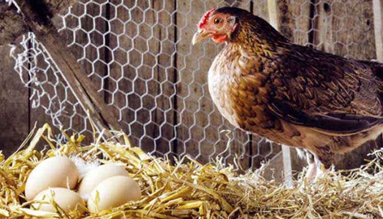 افزایش میزان تخمگذاری مرغ