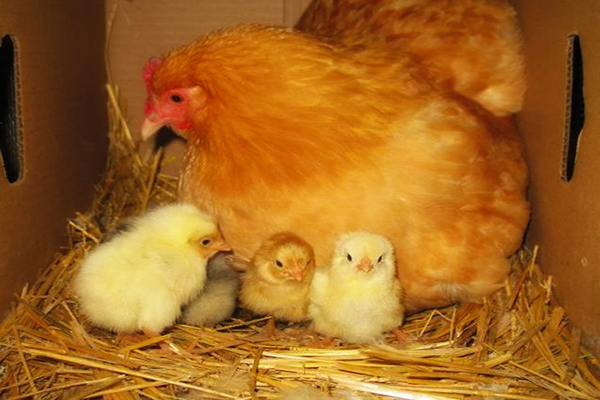 پرورش مرغ بومی تخمگذار و جوجه کشی طبیعی