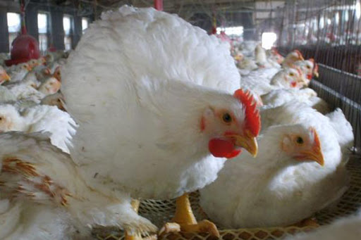 عوامل موثر روی افزایش بازده پرورش مرغ تخمگذار