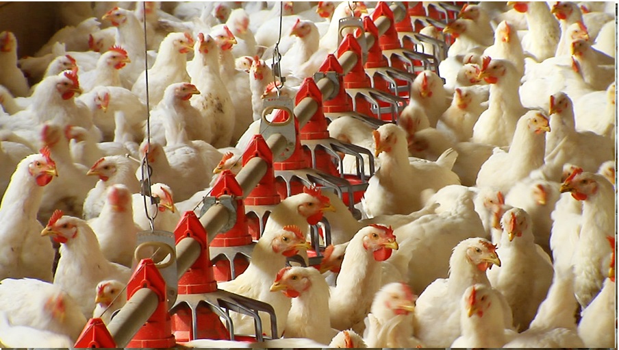 سود پرورش مرغ تخمگذار