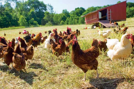 سود پرورش مرغ گوشتی