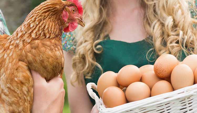 میزان تخمگذاری مرغ