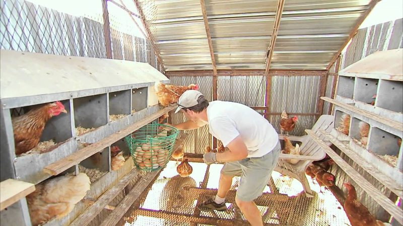 آشنایی با راه‌های افزایش تخمگذاری مرغ