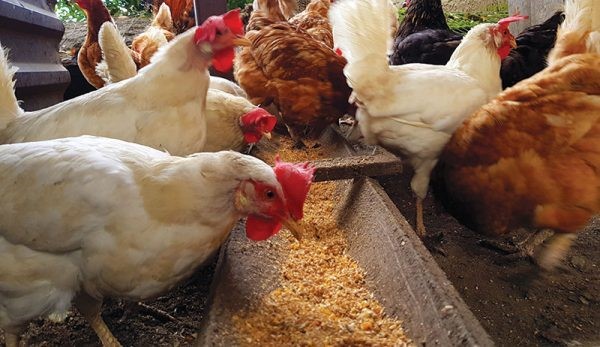 عوامل موثر و راه‌های افزایش تخمگذاری مرغ