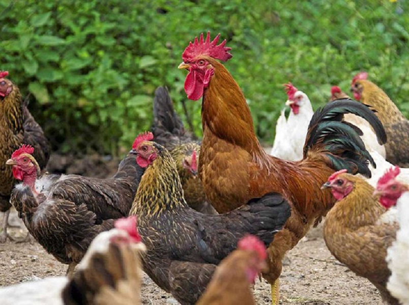 بررسی انواع نژاد مرغ ایرانی در آرش کرمانی