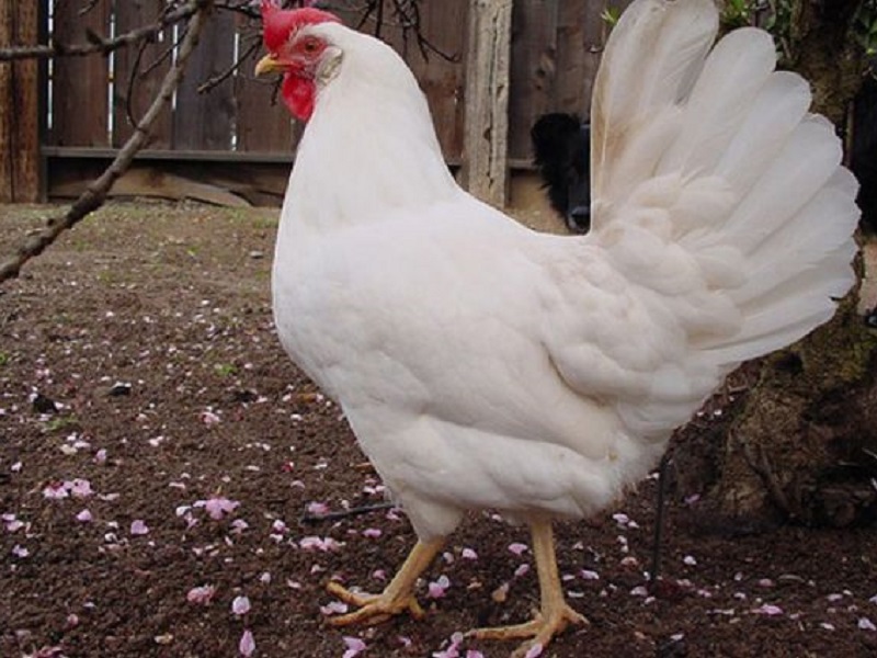 بررسی انواع نژادهای مرغ‌های تخم گذار در آرش کرمانی