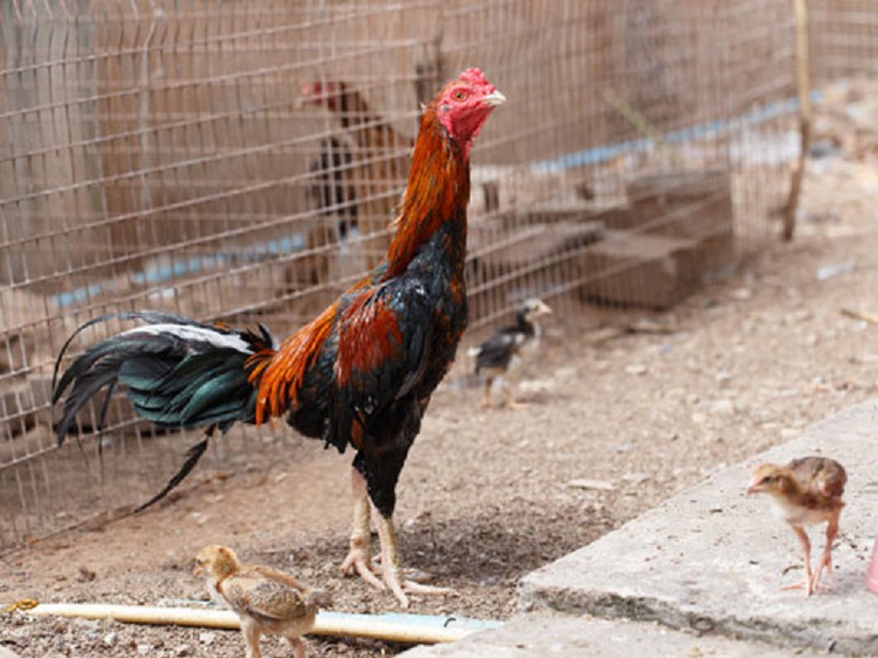 مرغ مرندی؛ برترین نژاد مرغ تخم‌گذار ایرانی | آرش کرمانی
